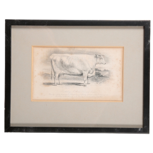 218 - A SERIES OF SIX 19TH CENTURY ENGRAVINGS OF CATTLE published Joseph Rogerson, London, 12cm x 20cm (6)