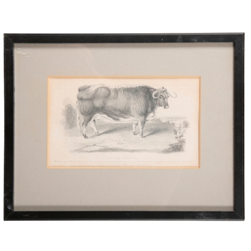 218 - A SERIES OF SIX 19TH CENTURY ENGRAVINGS OF CATTLE published Joseph Rogerson, London, 12cm x 20cm (6)