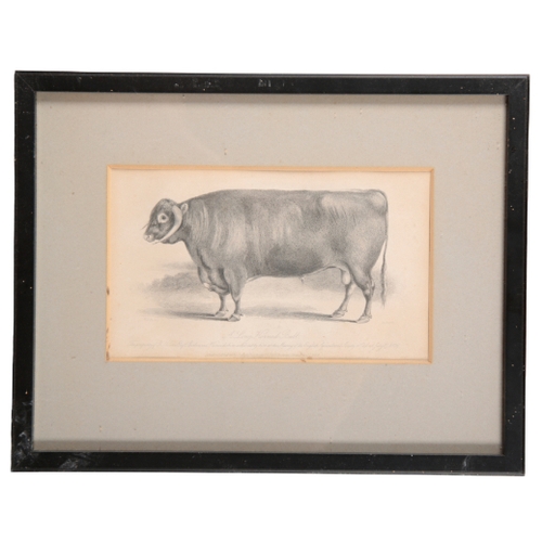 218 - A SERIES OF SIX 19TH CENTURY ENGRAVINGS OF CATTLE published Joseph Rogerson, London, 12cm x 20cm (6)