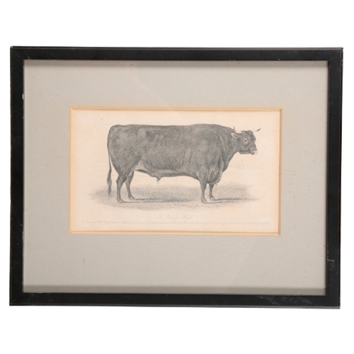 218 - A SERIES OF SIX 19TH CENTURY ENGRAVINGS OF CATTLE published Joseph Rogerson, London, 12cm x 20cm (6)