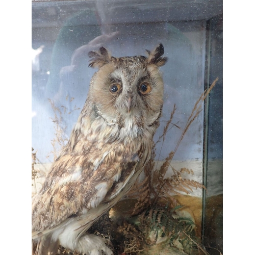 139 - A TAXIDERMY LONG EARED OWL in a glass case with a natural setting, 39cm high