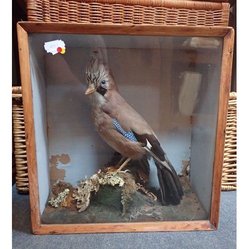 15 - TAXIDERMY: A JAY IN DISPLAY CASE 34 x 32cms