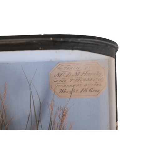 291 - J. COOPER, LONDON: A TAXIDERMY DACE within a naturalistic setting, in a bow front case, 28cm x 47cm
... 