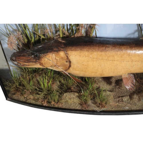 294 - TAXIDERMY: A LARGE PIKE in the style of Cooper & Sons, within an aquatic style setting, in a bow-fro... 