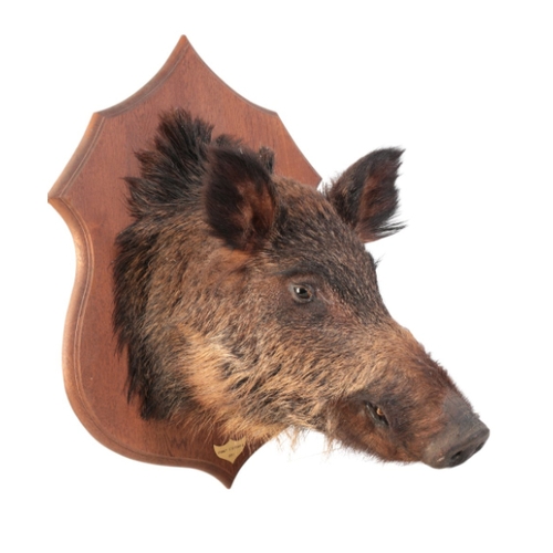 317 - TAXIDERMY: A WILD BOAR'S HEAD mounted on an oak shield, the brass plaque inscribed 