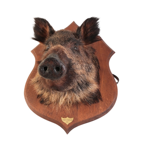 317 - TAXIDERMY: A WILD BOAR'S HEAD mounted on an oak shield, the brass plaque inscribed 