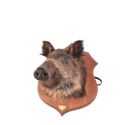 317 - TAXIDERMY: A WILD BOAR'S HEAD mounted on an oak shield, the brass plaque inscribed 