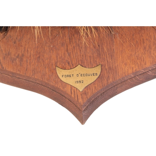 317 - TAXIDERMY: A WILD BOAR'S HEAD mounted on an oak shield, the brass plaque inscribed 