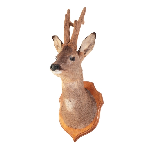 318 - TAXIDERMY: A ROE DEER BUCK NECK MOUNT on an oak shield (in 