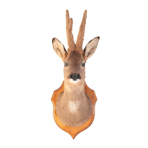 318 - TAXIDERMY: A ROE DEER BUCK NECK MOUNT on an oak shield (in 