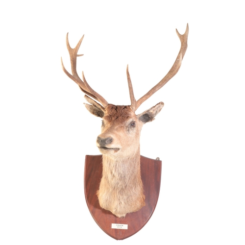 319 - TAXIDERMY: A RED DEER STAG NECK MOUNT on an oak shield with ivorine label 