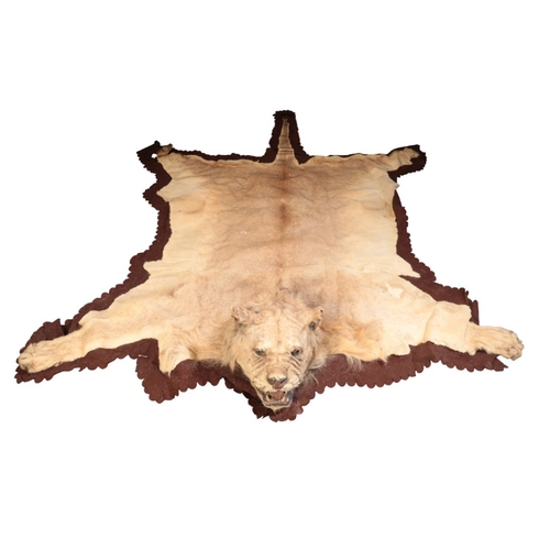 321 - A VICTORIAN MALE LION SKIN RUG with full head mount and felt-lined backing, 192cm x 140cm

Provenanc... 