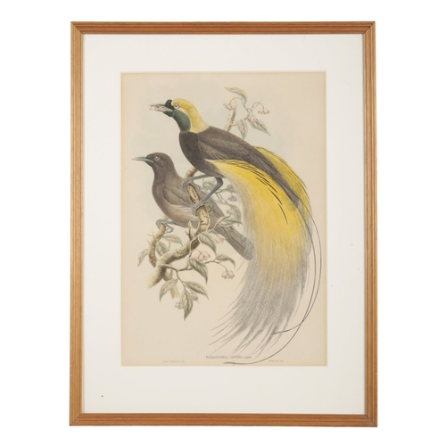 514 - JOHN GOULD (1804-1881) Two ornithological studies

coloured prints, 53cm x 37cm, together with two s... 