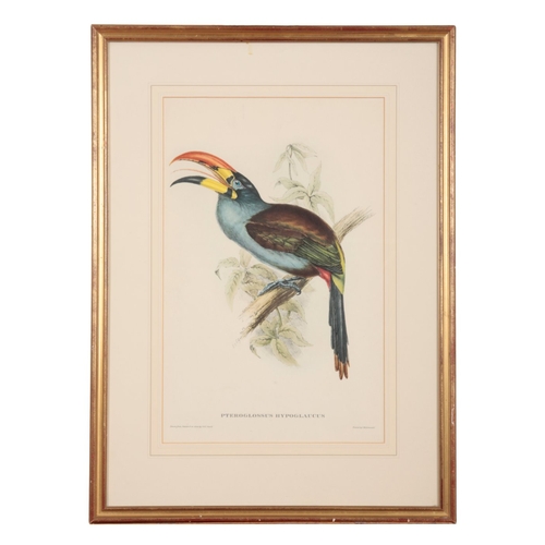 571 - JOHN GOULD (1804-1881) A set of five ornithological studies

hand coloured prints, mostly printed by... 