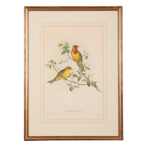 571 - JOHN GOULD (1804-1881) A set of five ornithological studies

hand coloured prints, mostly printed by... 