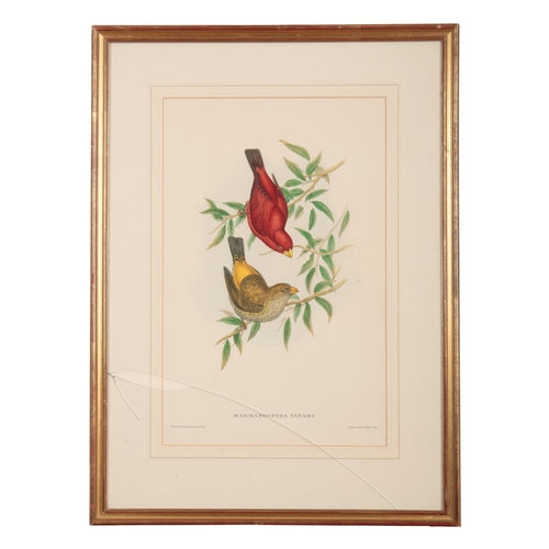 571 - JOHN GOULD (1804-1881) A set of five ornithological studies

hand coloured prints, mostly printed by... 