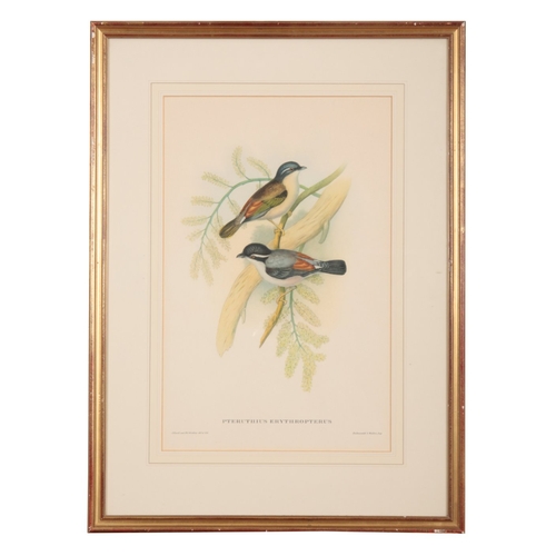 571 - JOHN GOULD (1804-1881) A set of five ornithological studies

hand coloured prints, mostly printed by... 