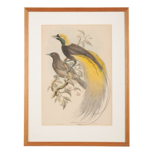 571 - JOHN GOULD (1804-1881) A set of five ornithological studies

hand coloured prints, mostly printed by... 