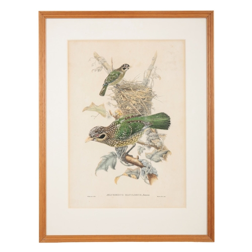 571 - JOHN GOULD (1804-1881) A set of five ornithological studies

hand coloured prints, mostly printed by... 