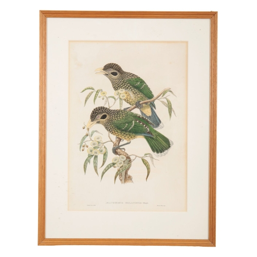 571 - JOHN GOULD (1804-1881) A set of five ornithological studies

hand coloured prints, mostly printed by... 