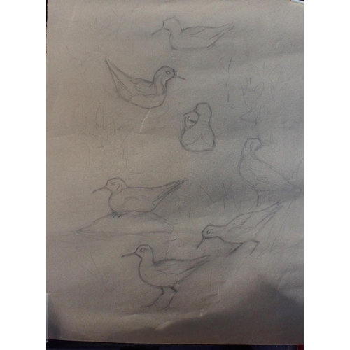 733 - A COLLECTION OF PASTEL DRAWINGS OF SEABIRDS -7