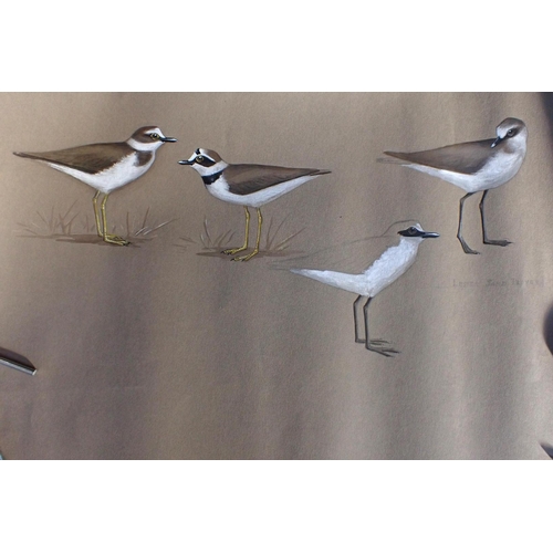 733 - A COLLECTION OF PASTEL DRAWINGS OF SEABIRDS -7