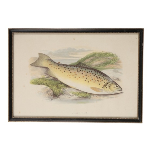 298 - TIM HOARES A set of five coloured fishing prints

limited edition of 10/250, framed and glazed, 15cm... 