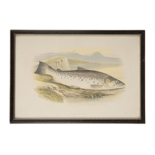 298 - TIM HOARES A set of five coloured fishing prints

limited edition of 10/250, framed and glazed, 15cm... 