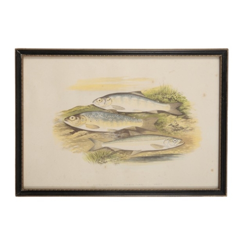 298 - TIM HOARES A set of five coloured fishing prints

limited edition of 10/250, framed and glazed, 15cm... 