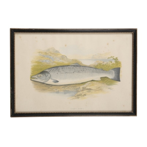 298 - TIM HOARES A set of five coloured fishing prints

limited edition of 10/250, framed and glazed, 15cm... 