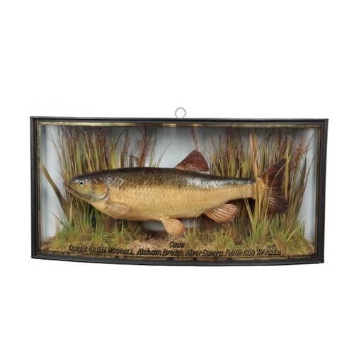 347 - J. COOPER & SONS OF LONDON: A TAXIDERMY CHUB

in an aquatic setting, in a gilt-lined bow-fronted cas... 