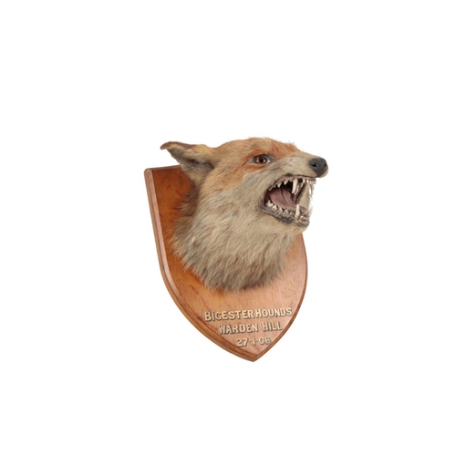 357 - TAXIDERMY: A MOUNTED FOX MASK

Edwardian, with snarling expression, mounted on oak shield with 'Bice... 