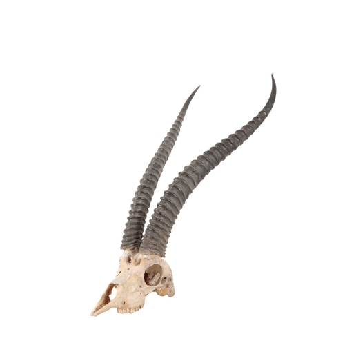 361 - A THOMPSON GAZELLE SKULL AND HORNS

76cm long