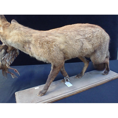 37 - TAXIDERMY: A FOX, WITH A CAUGHT BIRD (not cased, some signs of insect damage)