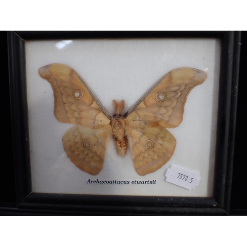 235 - A GROUP OF ONTOMOLOGICAL SPECIMEN TROPICAL BUTTERFLIES and an Attacus Atlas Moth (3 frames)