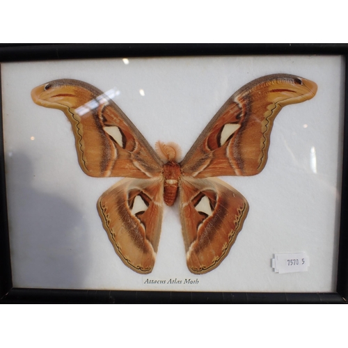 235 - A GROUP OF ONTOMOLOGICAL SPECIMEN TROPICAL BUTTERFLIES and an Attacus Atlas Moth (3 frames)