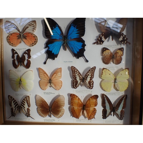 235 - A GROUP OF ONTOMOLOGICAL SPECIMEN TROPICAL BUTTERFLIES and an Attacus Atlas Moth (3 frames)