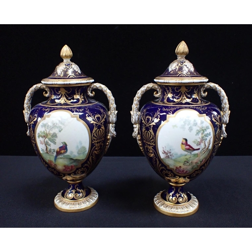 271 - A PAIR OF ROYAL CROWN DERBY BONE CHINA URNS AND COVERS enamelled with exotic birds within gilded blu... 