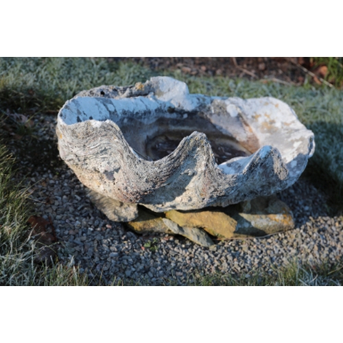 471 - TWO GIANT CLAM SHELLS

78cm wide (2)