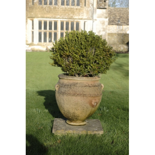 477 - A ROMAN STYLE TERRACOTTA GARDEN URN

of bulbous form with simple pierced lug handles at the shoulder... 