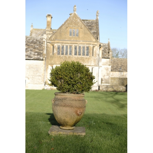 477 - A ROMAN STYLE TERRACOTTA GARDEN URN

of bulbous form with simple pierced lug handles at the shoulder... 