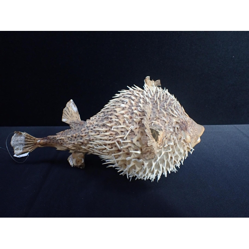 294 - A PRESERVED SPINY PUFFER FISH CURIOSITY 40cm long (some damage)