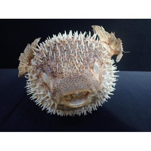 294 - A PRESERVED SPINY PUFFER FISH CURIOSITY 40cm long (some damage)