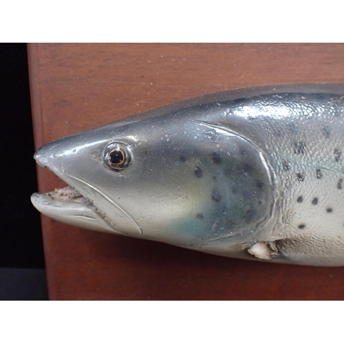 36 - A MOUNTED MODEL OF AN ATLANTIC SEA TROUT (A/F) 48cm long