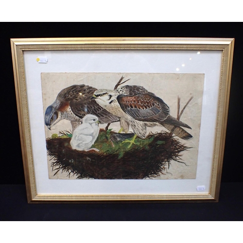 647 - TWO BIRDS OF PREY WITH THEIR CHICK, WATERCOLOUR unsigned, possibly 19th century 46 x 56cm framed
