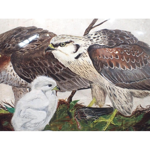 647 - TWO BIRDS OF PREY WITH THEIR CHICK, WATERCOLOUR unsigned, possibly 19th century 46 x 56cm framed