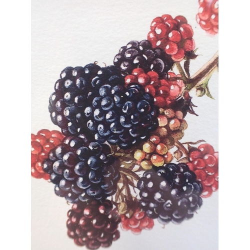 751 - SIRIOL SHERLOCK: TWO SIGNED Ltd Edn PRINTS 'Blackberries' and 'Oak', both 1/250, with a mixed quanti... 