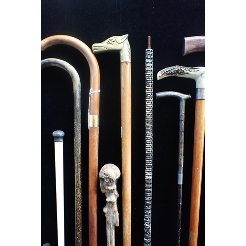 24 - A COLLECTION OF WALKING STICKS, ONE WITH 18ct GOLD MOUNT by Brigg,  one vertebrae stick (a/f), one s... 