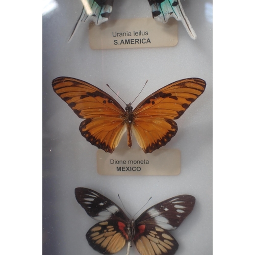 164 - TWO FRAMED SETS OF MOUNTED BUTTERFLIES from South America and other exotic parts