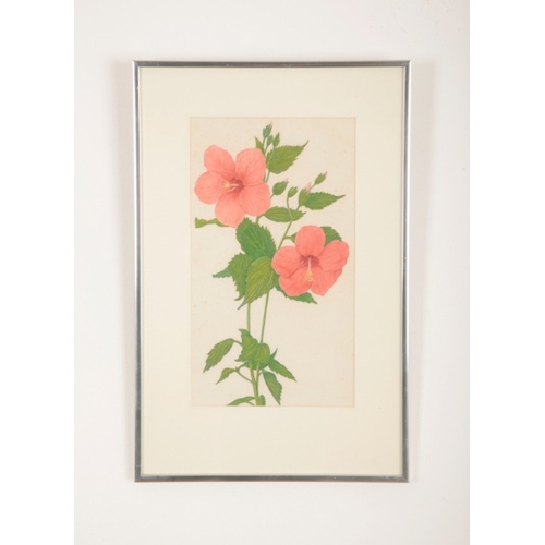 47 - *STEPHEN WALTER (1878-1974) Four botanical studies

circa 1940s, each monogrammed, watercolours, the... 